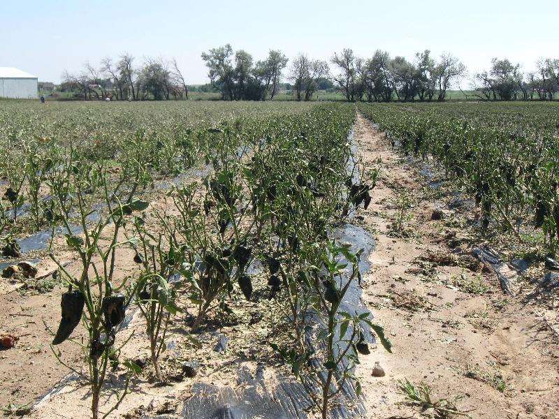hail-at-grant-family-farms