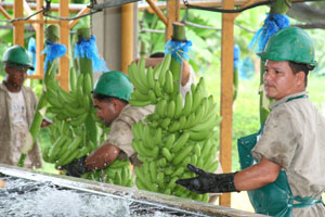 Workers Harvesting Colombian Bananas