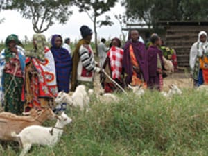 group of people with goats