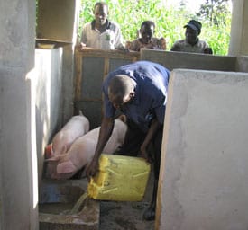 man watering pigs