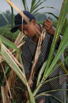young man harvesting sugarcane