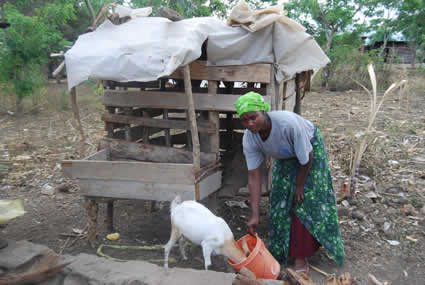 woman feeding a goat