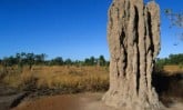 Termite-Mound