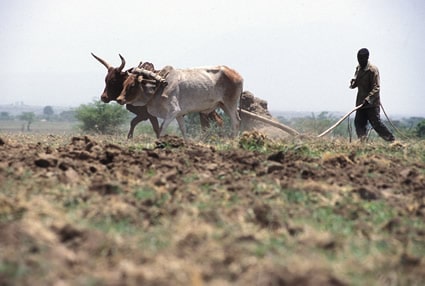 man plowing field with two oxen