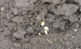 boomama-planting