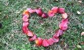 leafheart