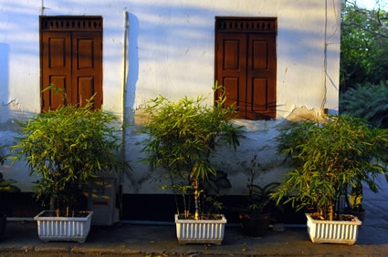 trees planted in containers outside of a building