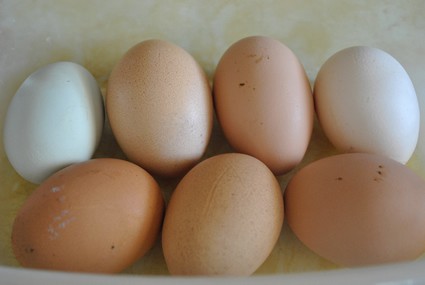 seven fresh eggs