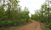 narrow-road-IN