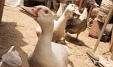 pictures of peru