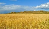 wheat-field-PD