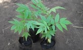 Cedrela Odorata trees