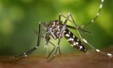 world malaria day 2013