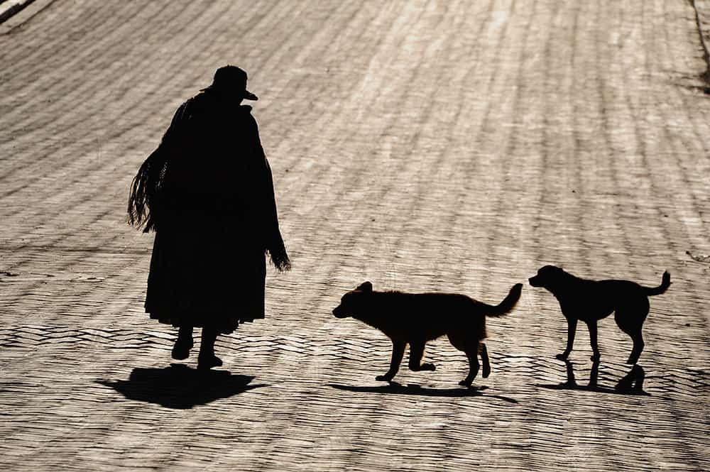 Pictures of Dogs Bolivia Woman
