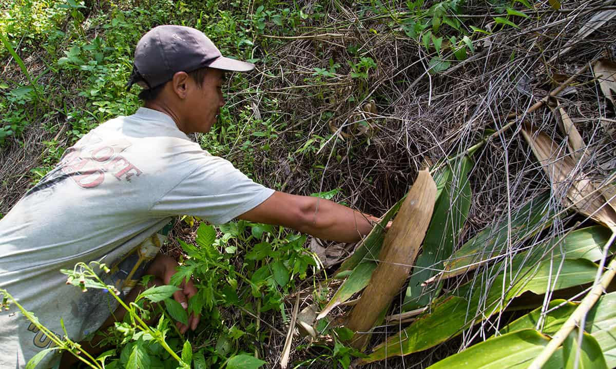 Peisa clears the brush to make sure his tea plants are still growing. His wife is pregnant and enrolled in Compassion's child survival program (CSP). These tea plants will provide a much needed income for him to support his new child.