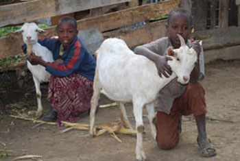 two children with goats