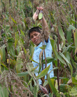 boy standing in cornfield