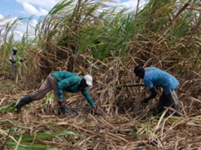 two men harvesting sugar cane