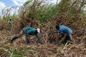 two men working in a sugar cane field