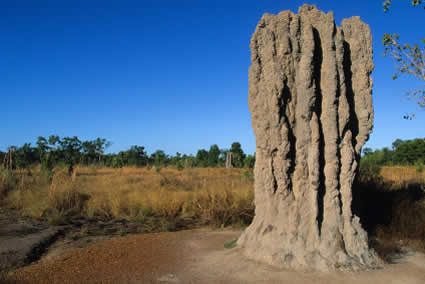 termite mound