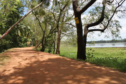 dirt road lined with trees