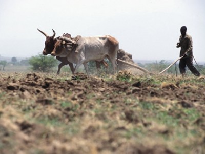 man plowing field behind cattle