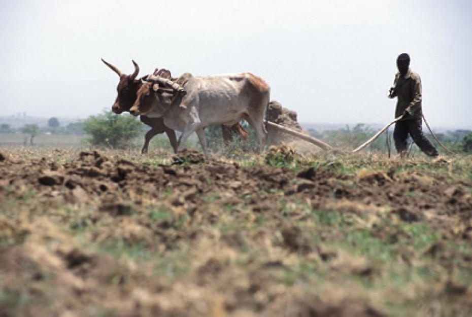 man plowing field behind cattle