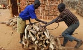boys stacking firewood
