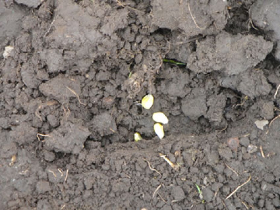 seeds sitting on top of soil