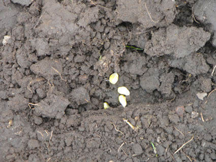 seeds on top of soil