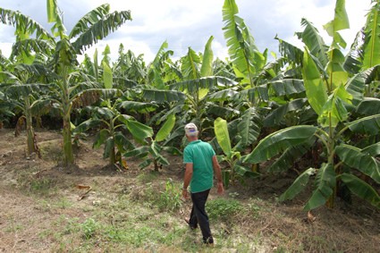 plantain trees