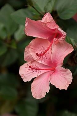 pink flowers