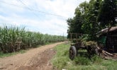 dirt road alongside a field of sugarcane