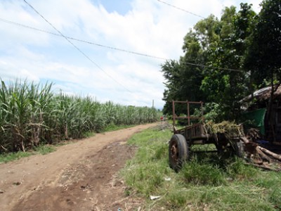 dirt road alongside a field of sugarcane