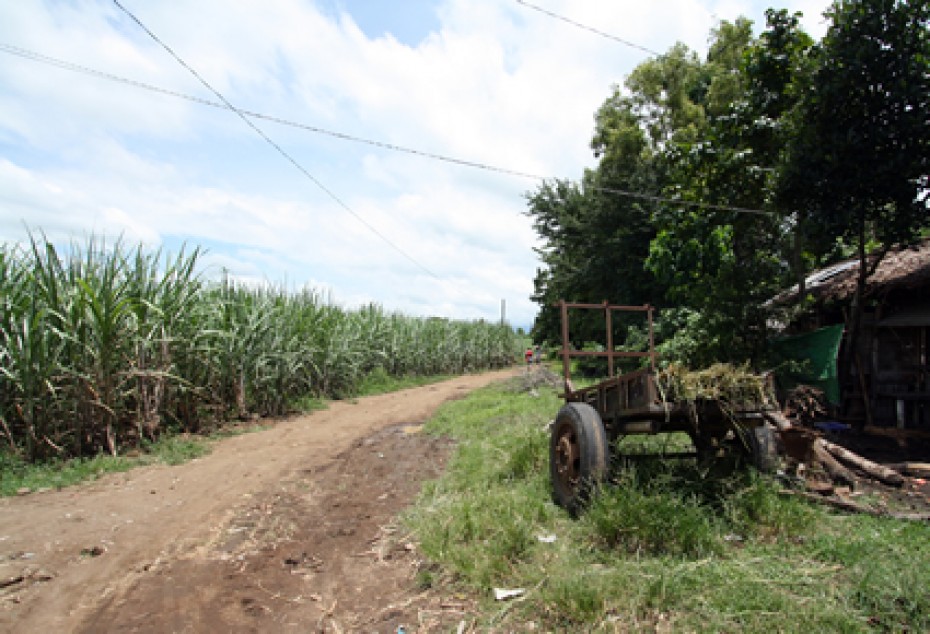 dirt road alongside a field of sugarcane