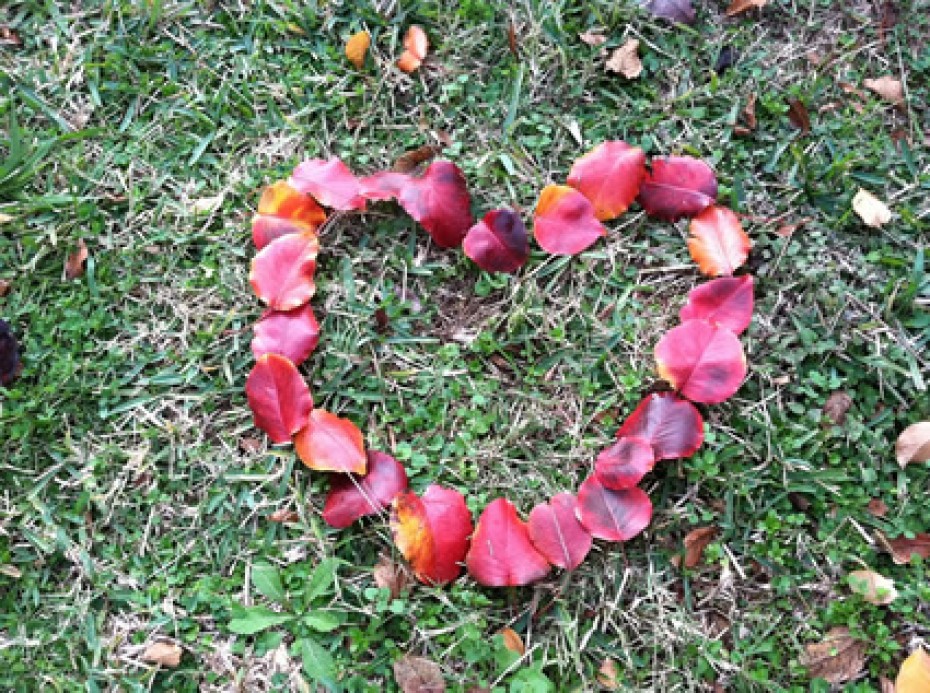 red leaves placed in the shape of a heart