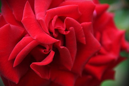 close up of a red rose