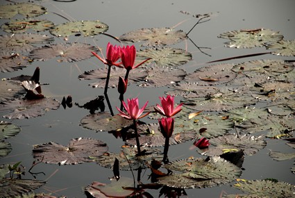 water lilies