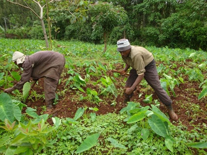 two men working in a field