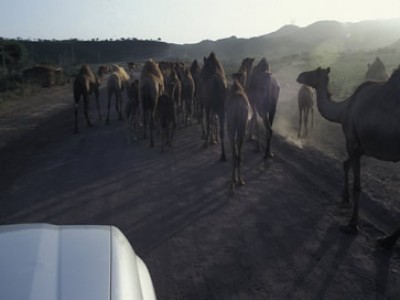 car following a herd of camels