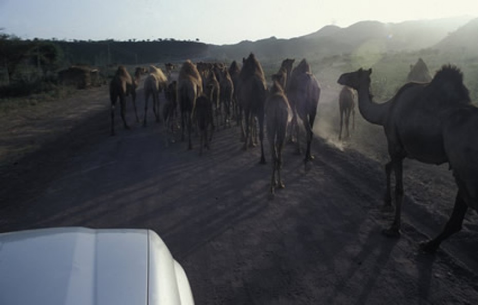 car following a herd of camels