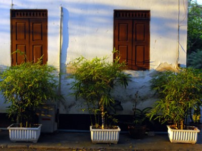 three potted plants