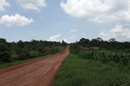 dirt road through vegetation