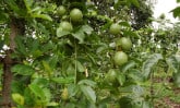 passion fruit tree