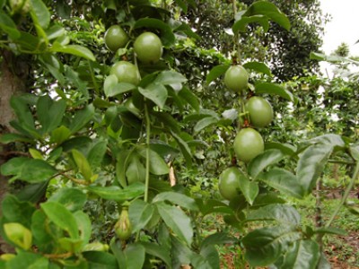 passion fruit tree