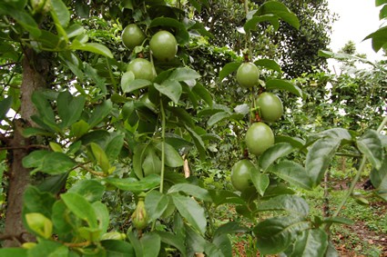 passion fruit growing on a tree