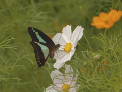 a butterfly on a white flower