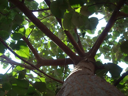 fully leafed tree