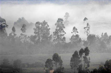 misty hillside