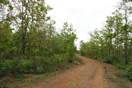 dirt road through trees